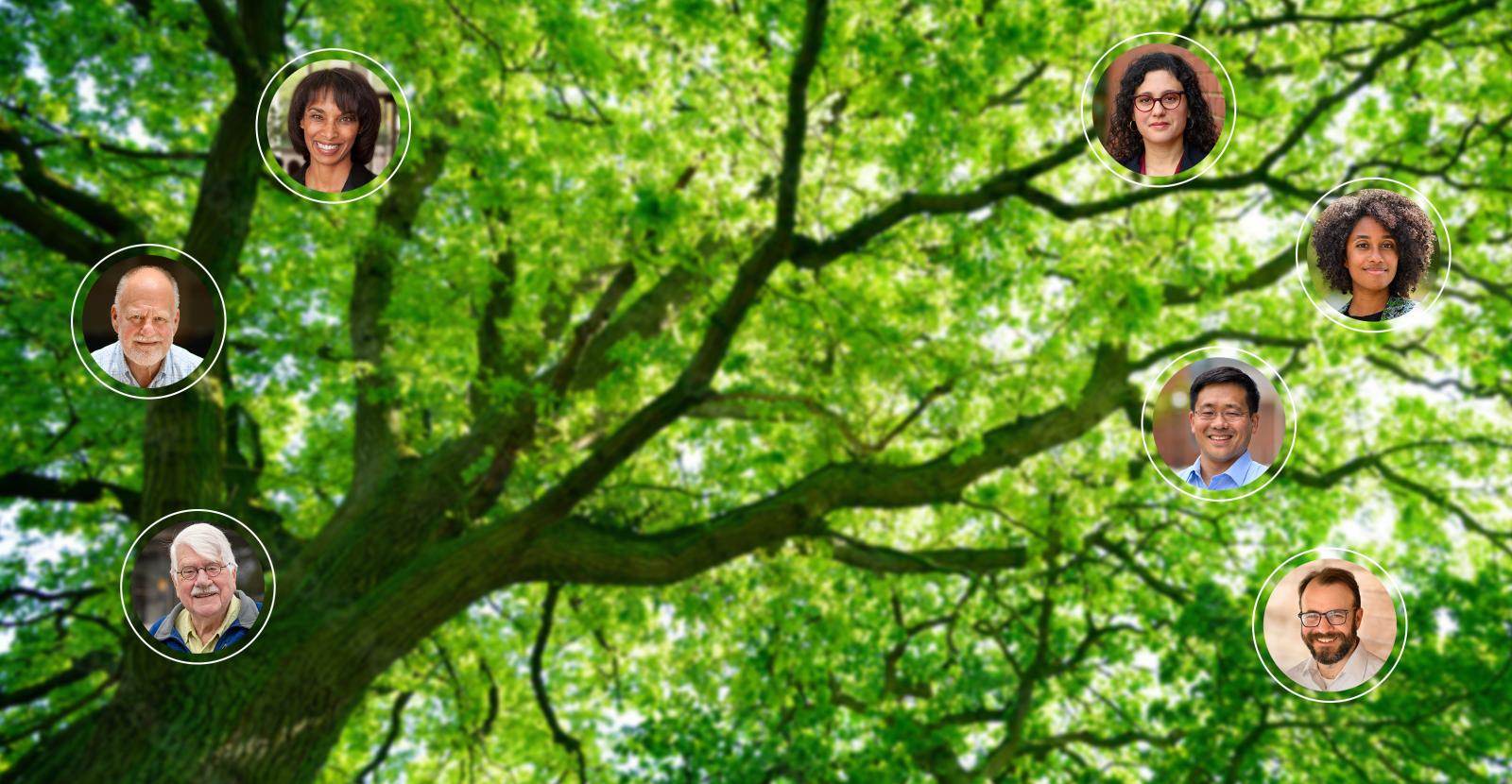 Color image of tree with round headshots of current Section faculty along its branches.